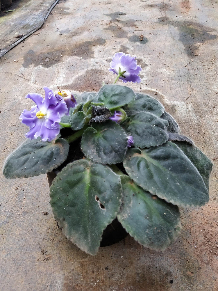 Saintpaulia Summer Twilight