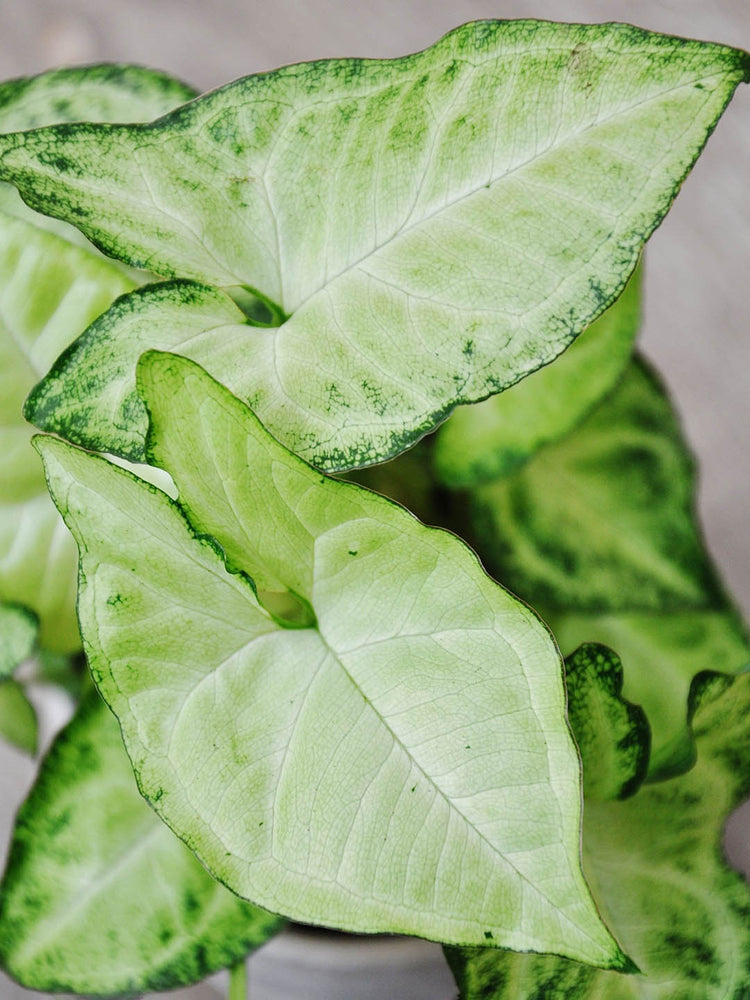 Syngonium Podophyllum White Butterfly