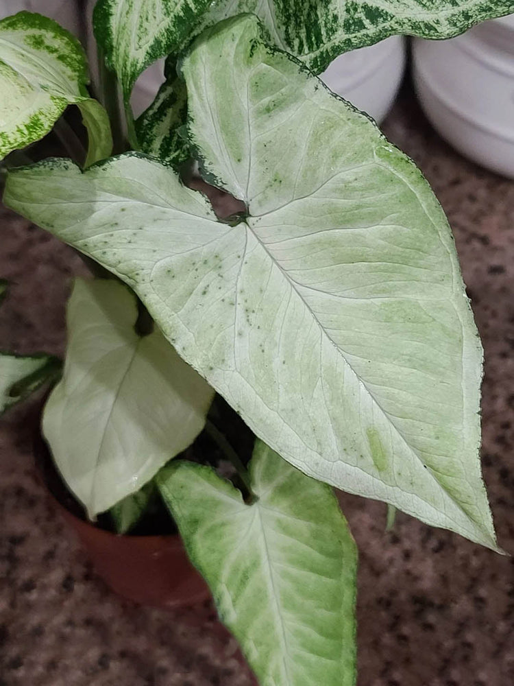 Syngonium Podophyllum Holly M