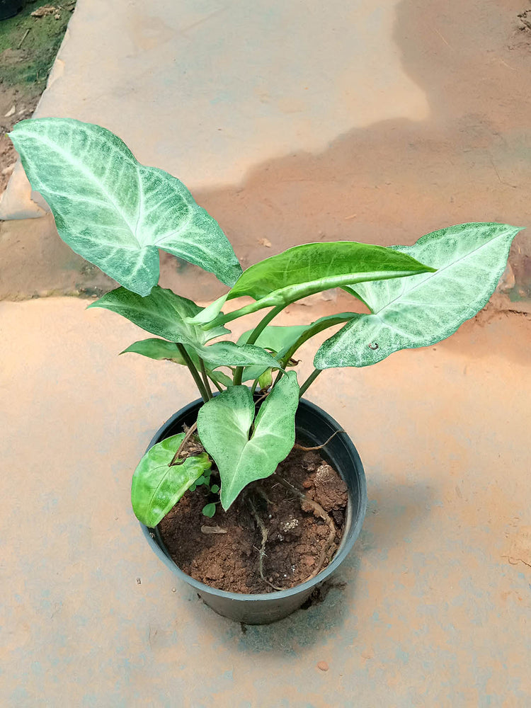 Syngonium Podophyllum Emerald Green