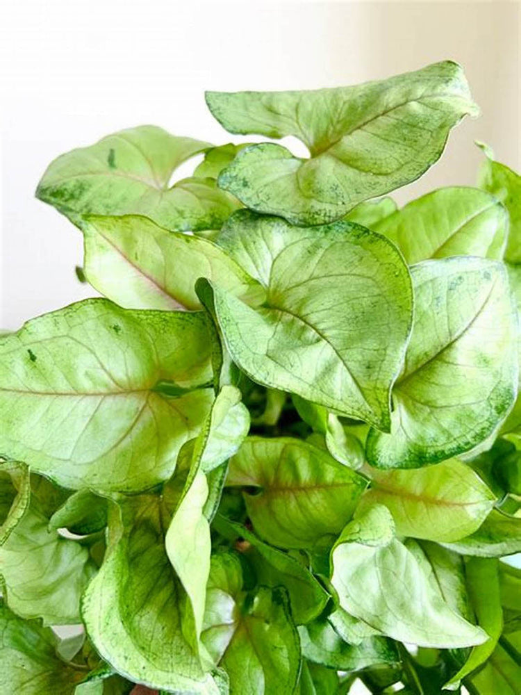 Syngonium podophyllum Berry Allusion