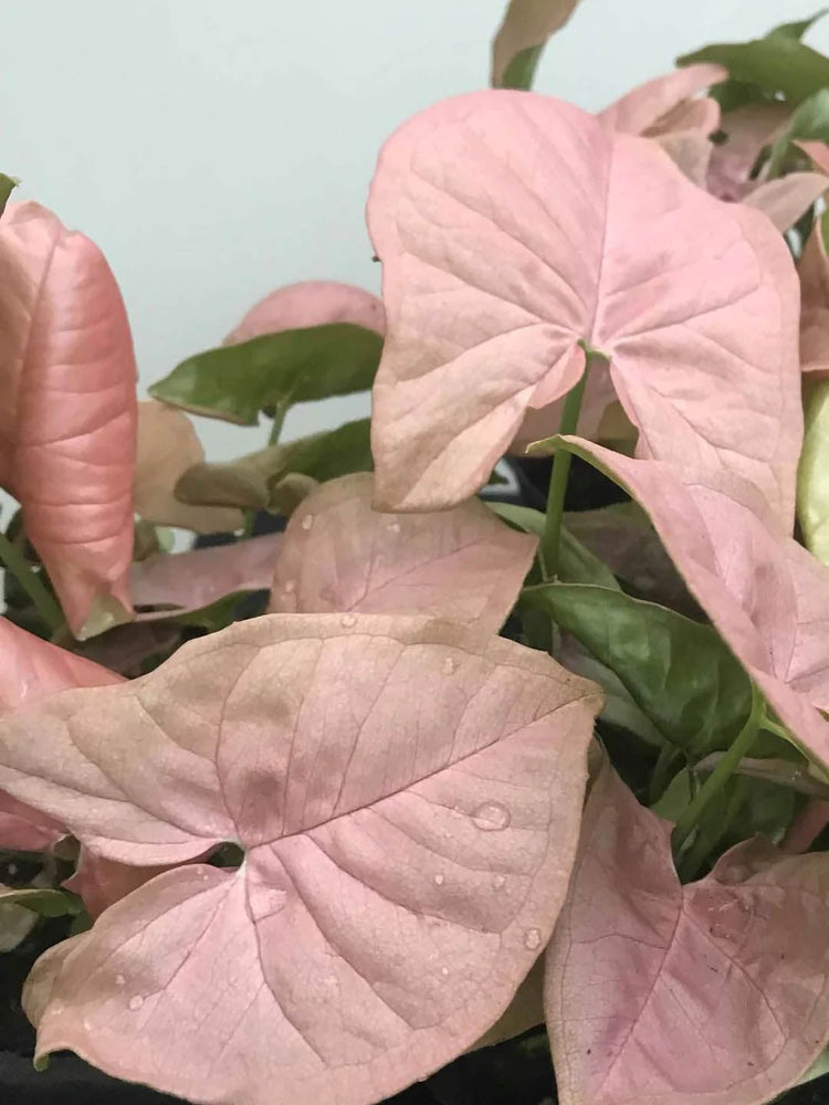 Syngonium Podophyllum Pink Neon