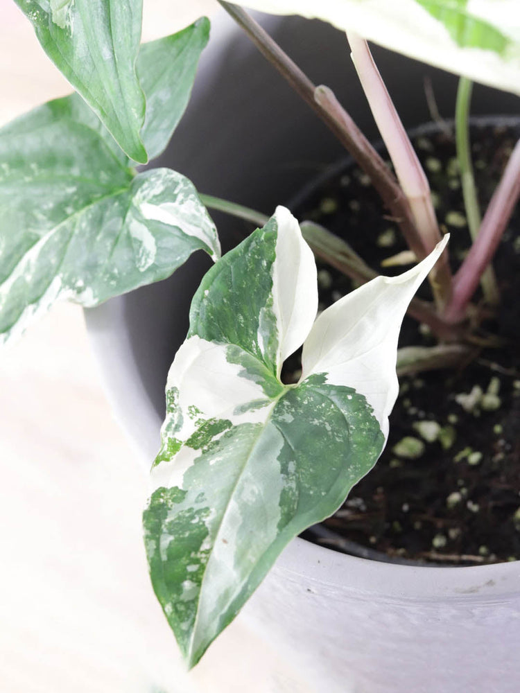 Syngonium Albo Variegata