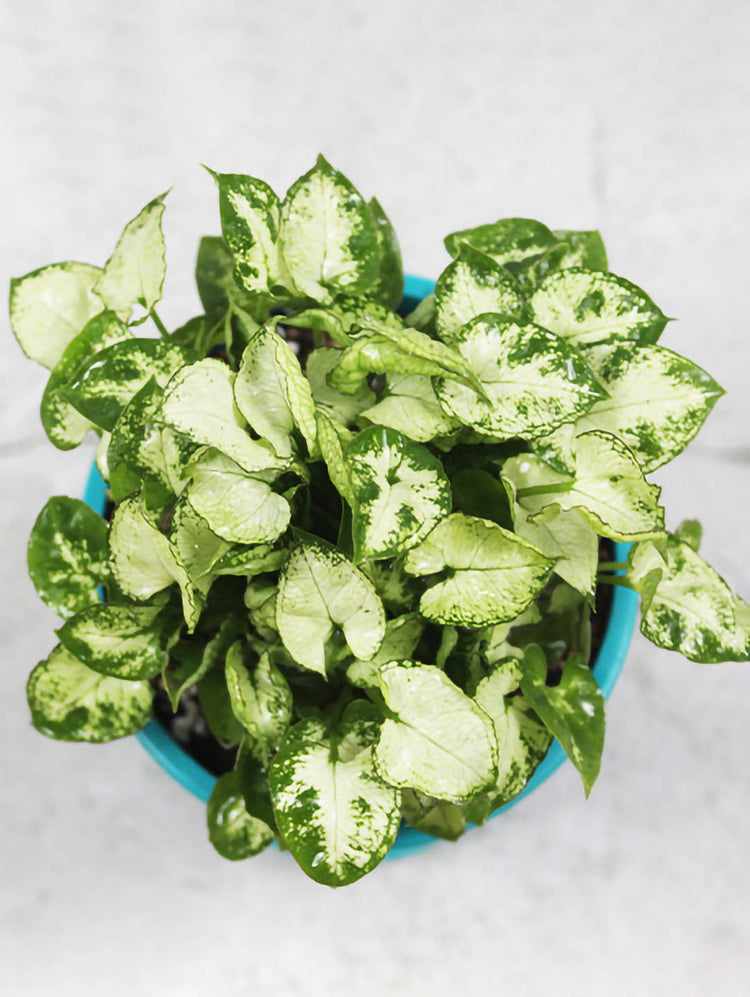 Syngonium Mini Pixie White