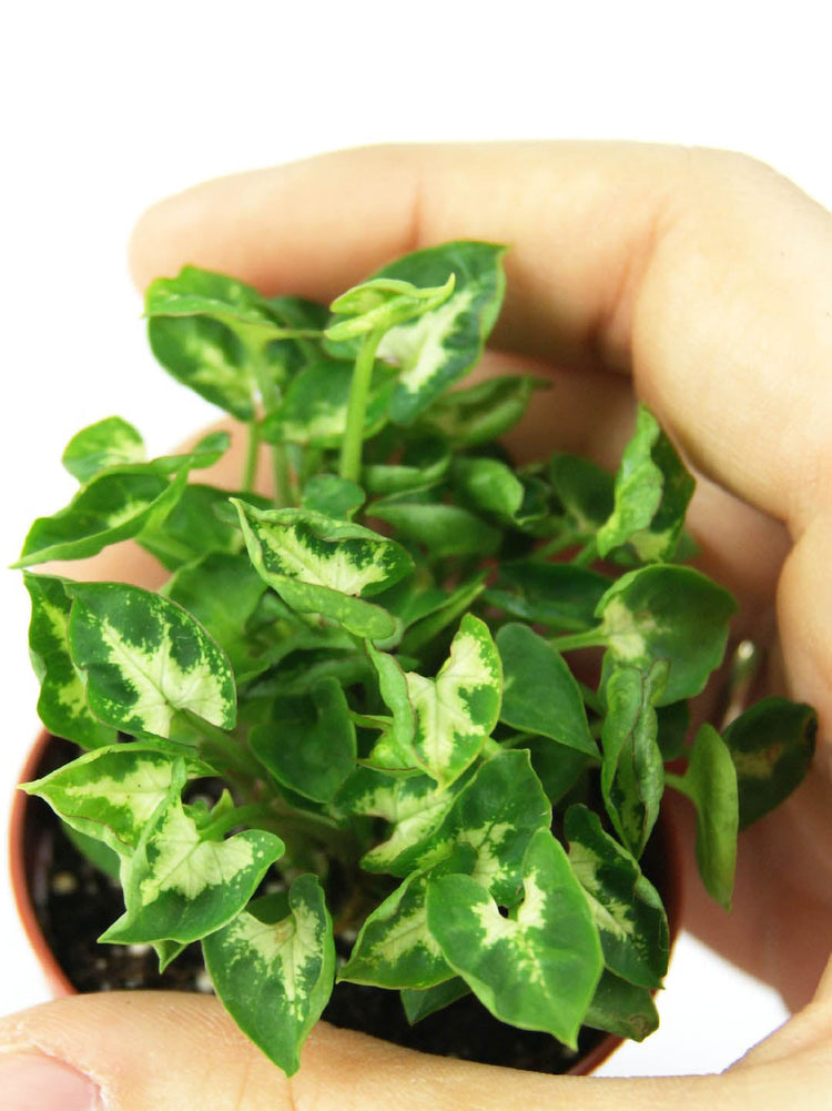 Syngonium Mini Pixie Green