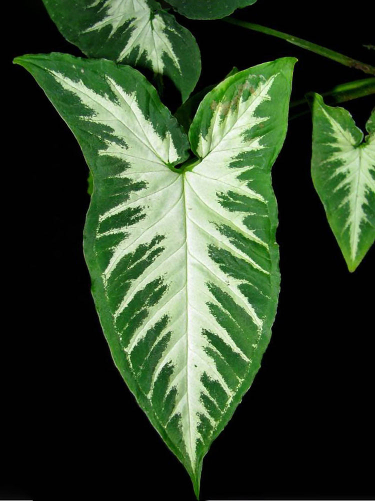 Syngonium Weindlandii