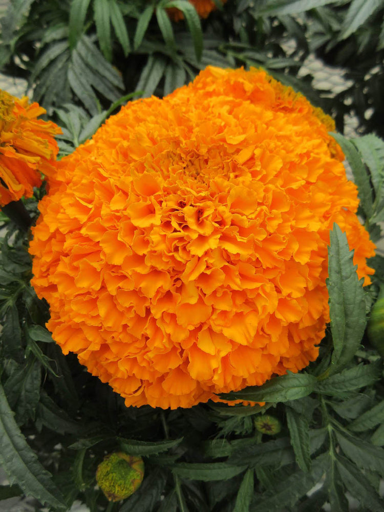 Tagetes Erecta Inca Orange Plant or Inca Orange Marigold with Green coloured leaves and Yellowish Orange coloured flower