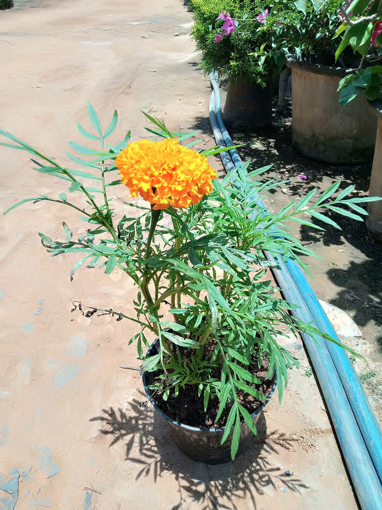Tagetes Erecta Inca Orange