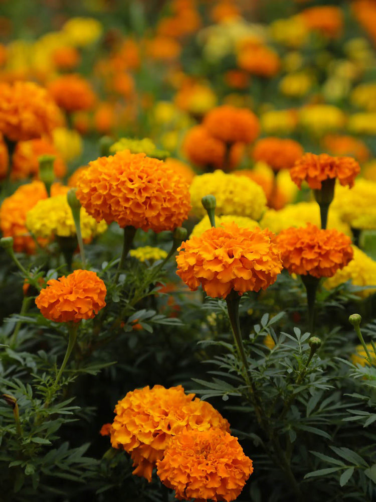 Tagetes Erecta Inca Orange