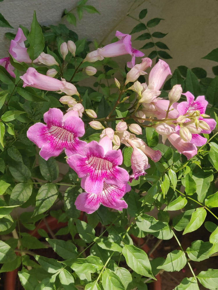 Tecoma Stans Pink