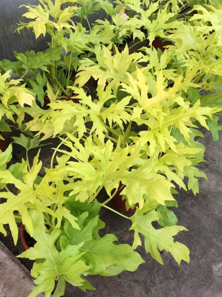 Thaumatophyllum Selloum Golden