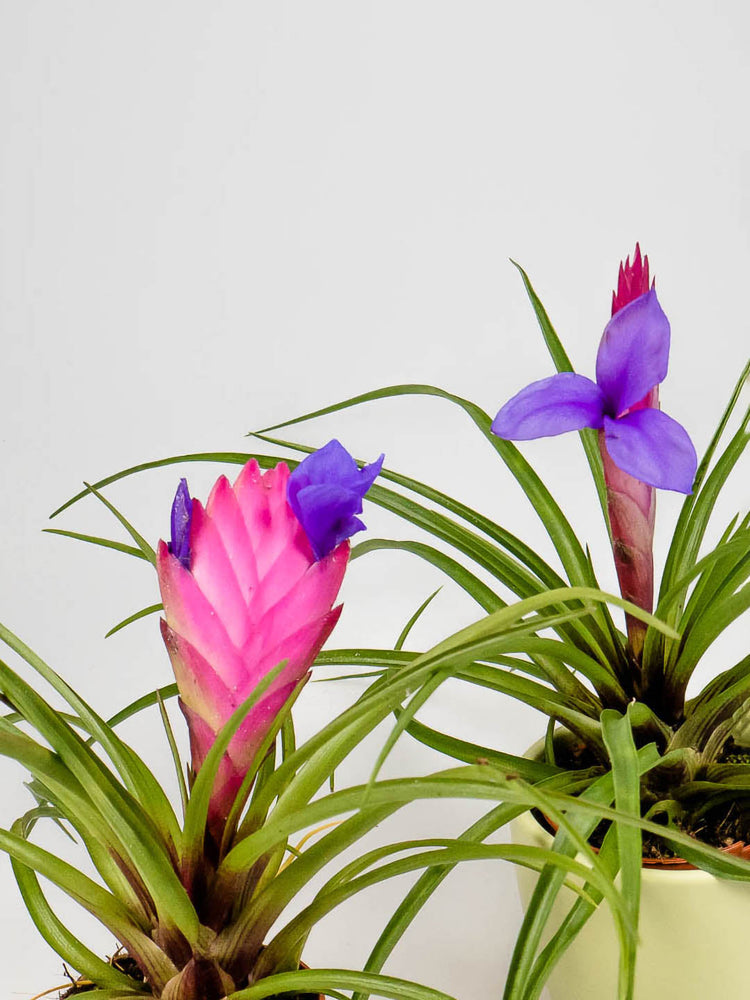 Tillandsia Cyanea