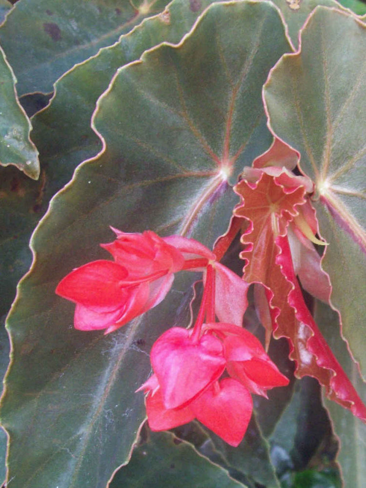 Begonia Angel Wing