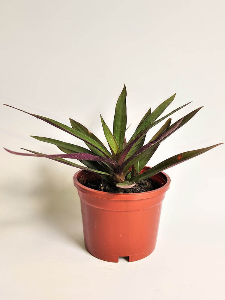 Tradescantia Spathacea Compacta