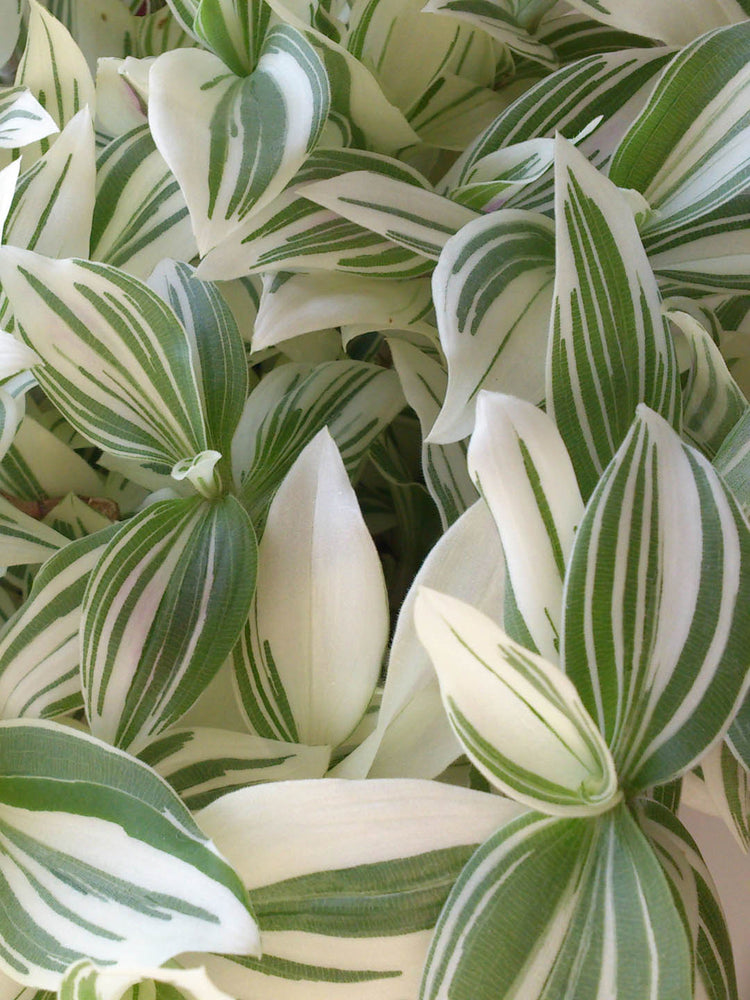 Tradescantia Fluminensis Variegata