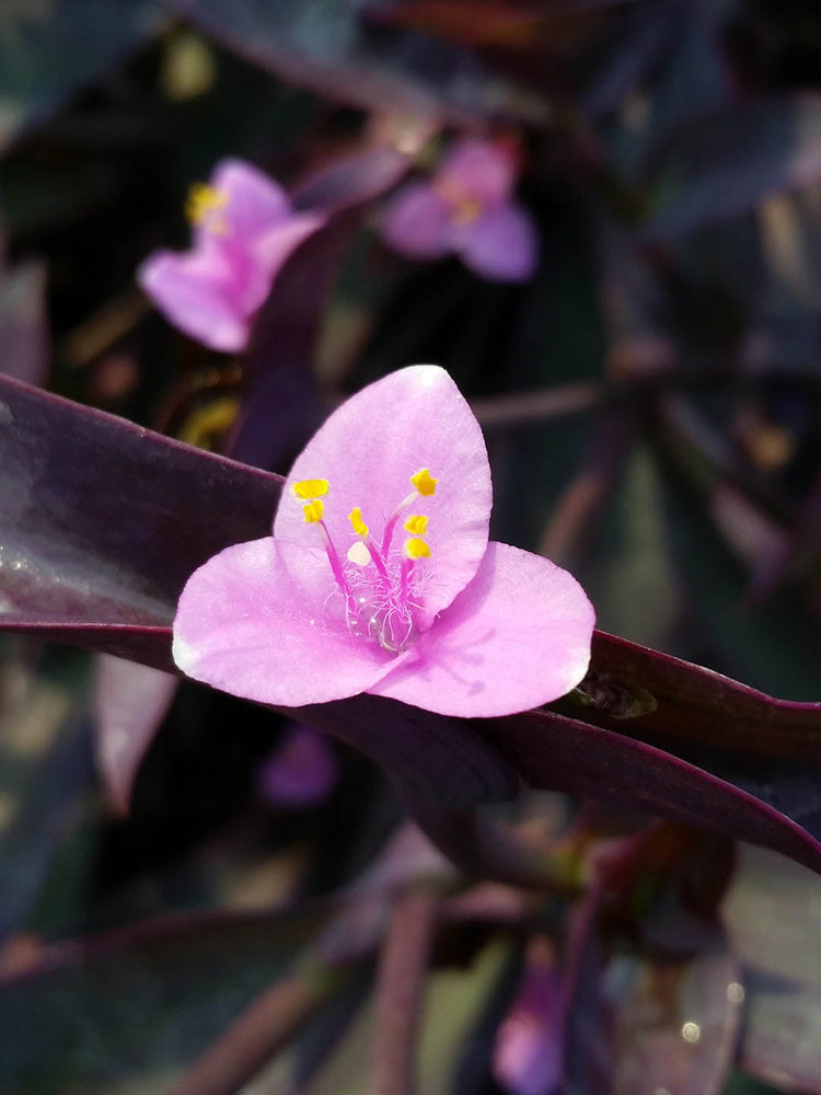 Tradescantia Pallida