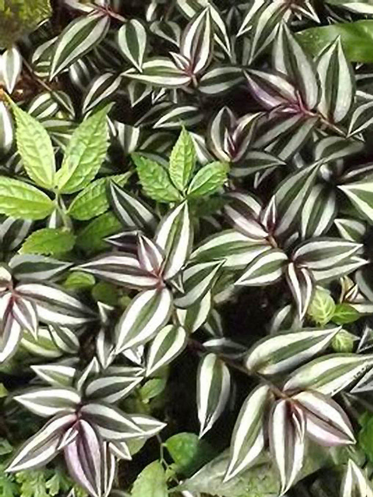 Tradescantia Zebrina Bosse