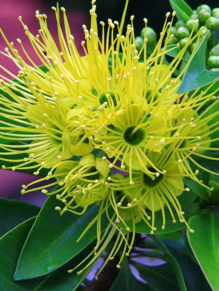 Xanthostemon Chrysanthus First Love Yellow