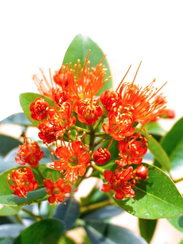 Xanthostemon Youngii First Love Red