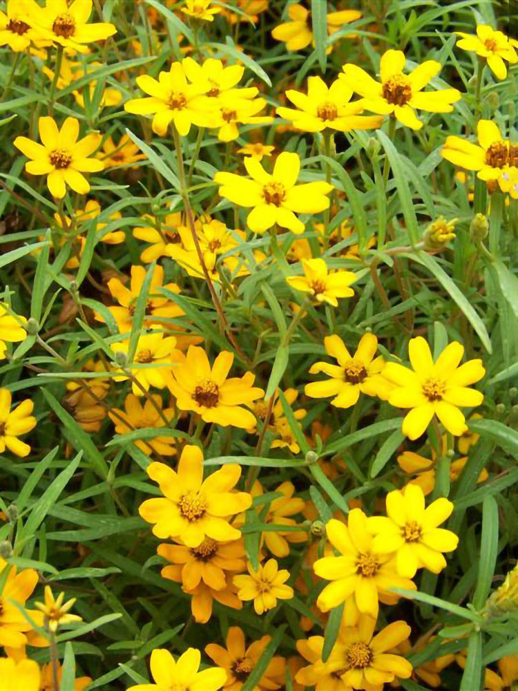 Zinnia Angustifolia Star Gold