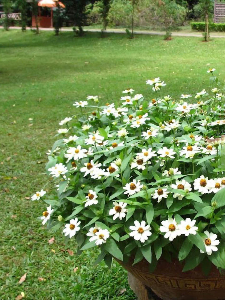 Zinnia Hybrida White