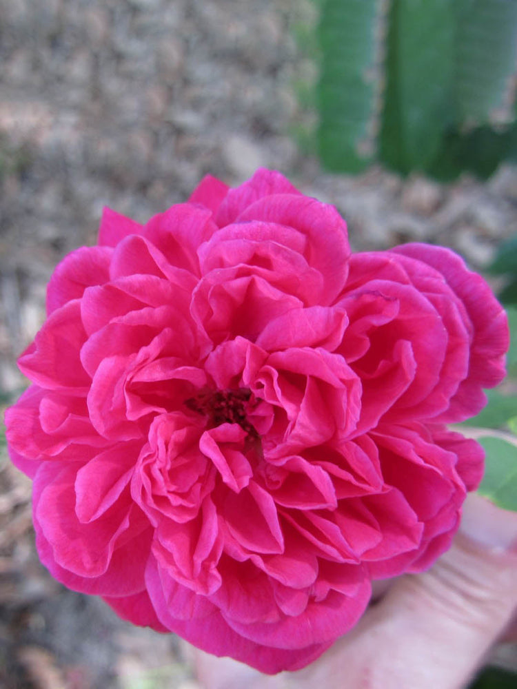 Rosa Madam Eugene Marlitt