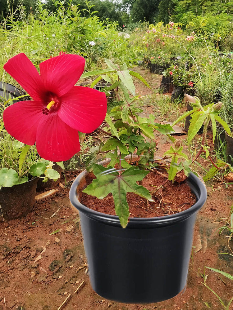 Hibiscus Coccineus