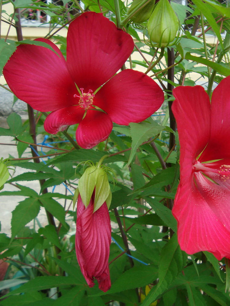 Hibiscus Coccineus