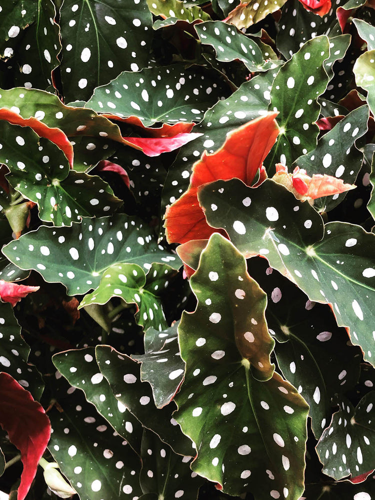 Begonia Maculata