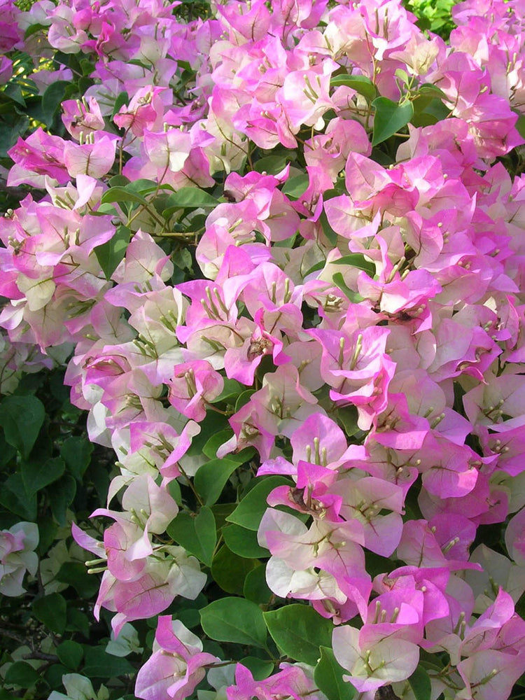 Bougainvillea Cherry Blossom