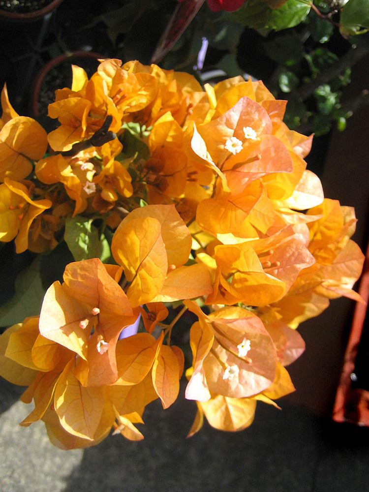 Bougainvillea Golden
