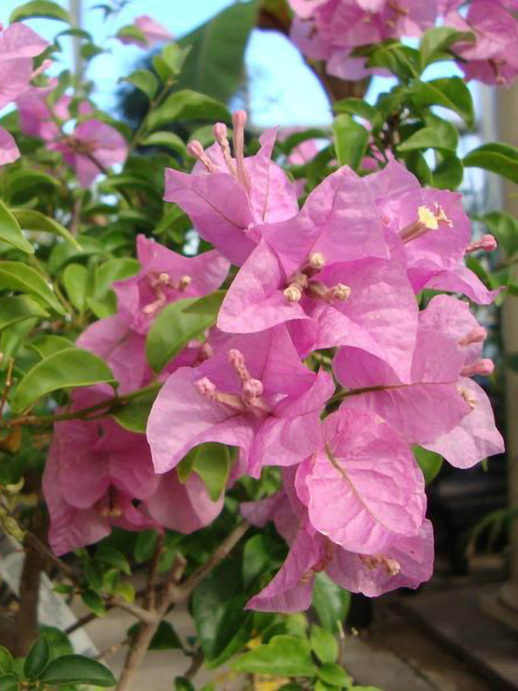 Bougainvillea Pink