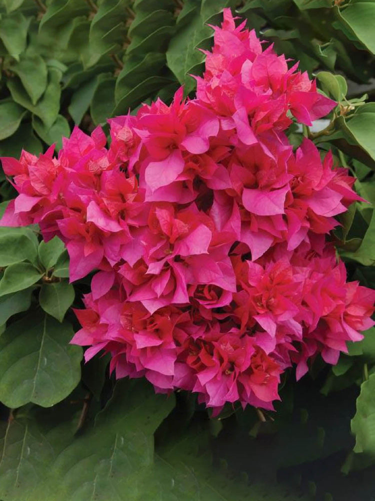 Bougainvillea Pink Hybrid