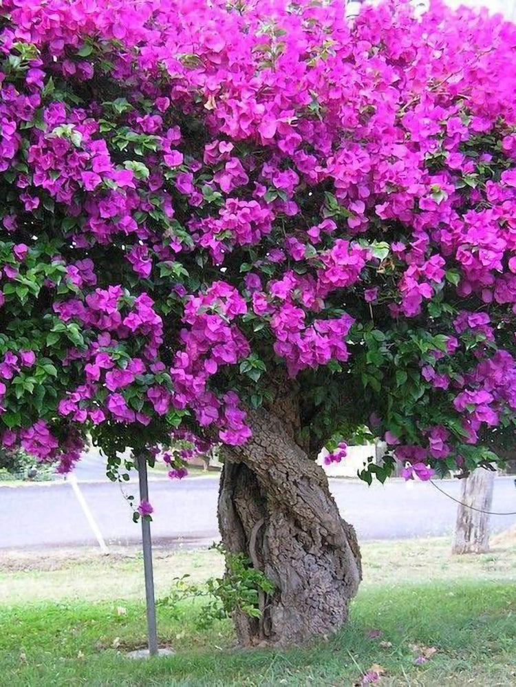 Bougainvillea Purple Queen
