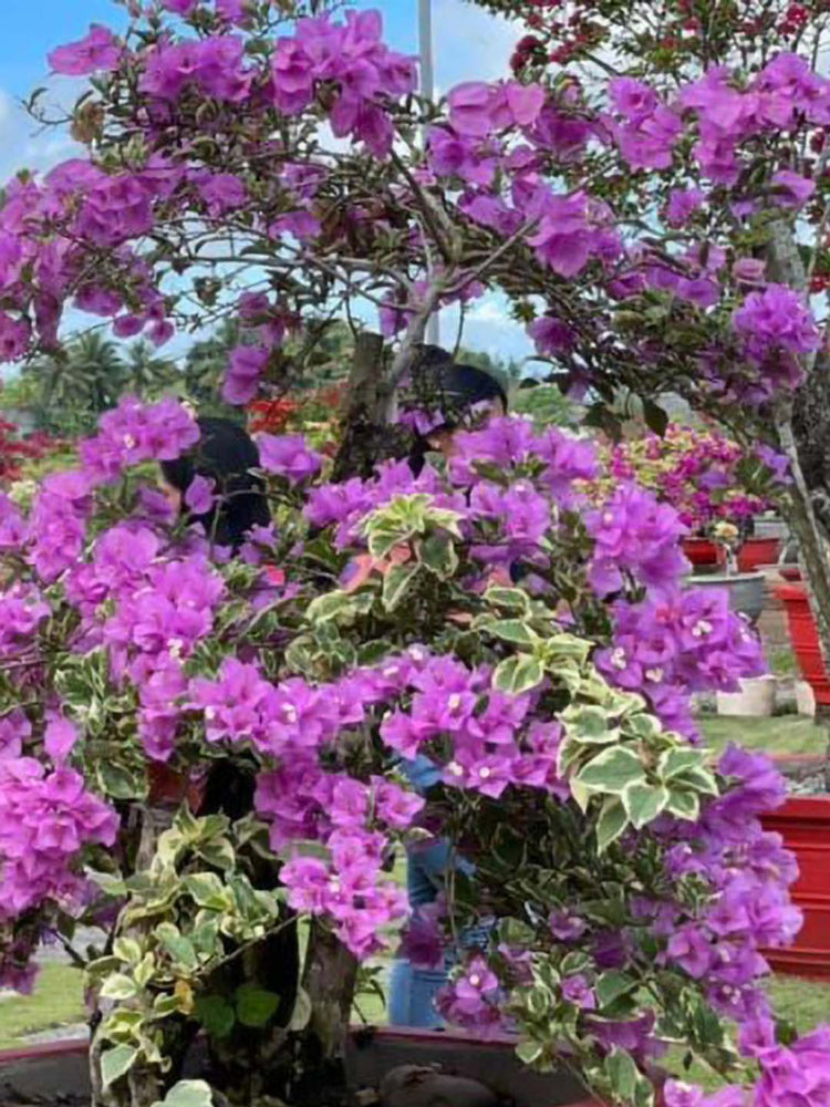 Bougainvillea Purple Queen Variegated