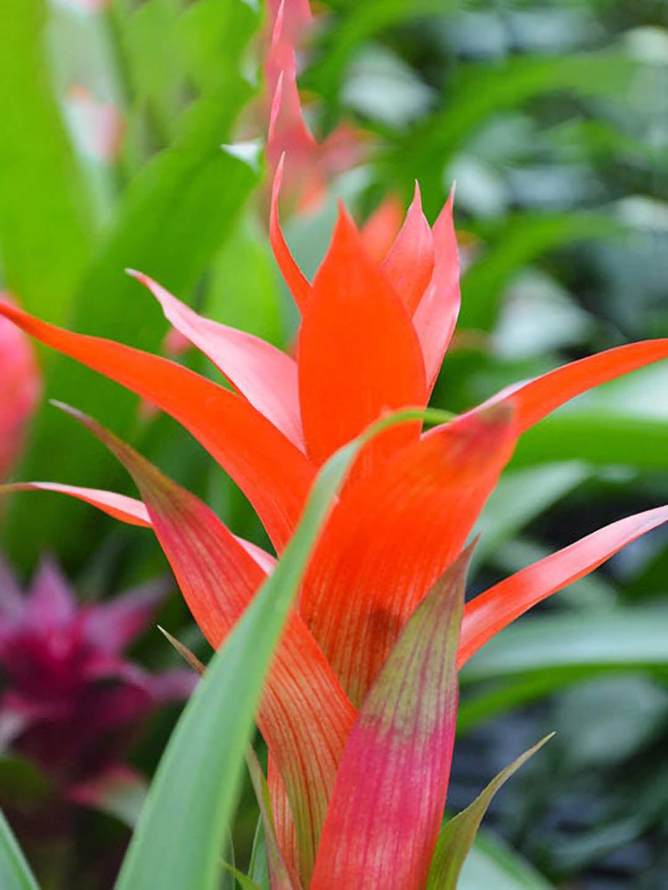 Bromeliad Guzmania Hope