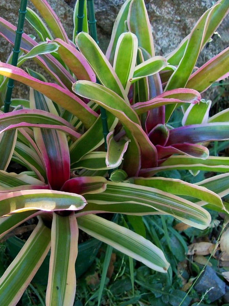Bromeliad Neoregelia