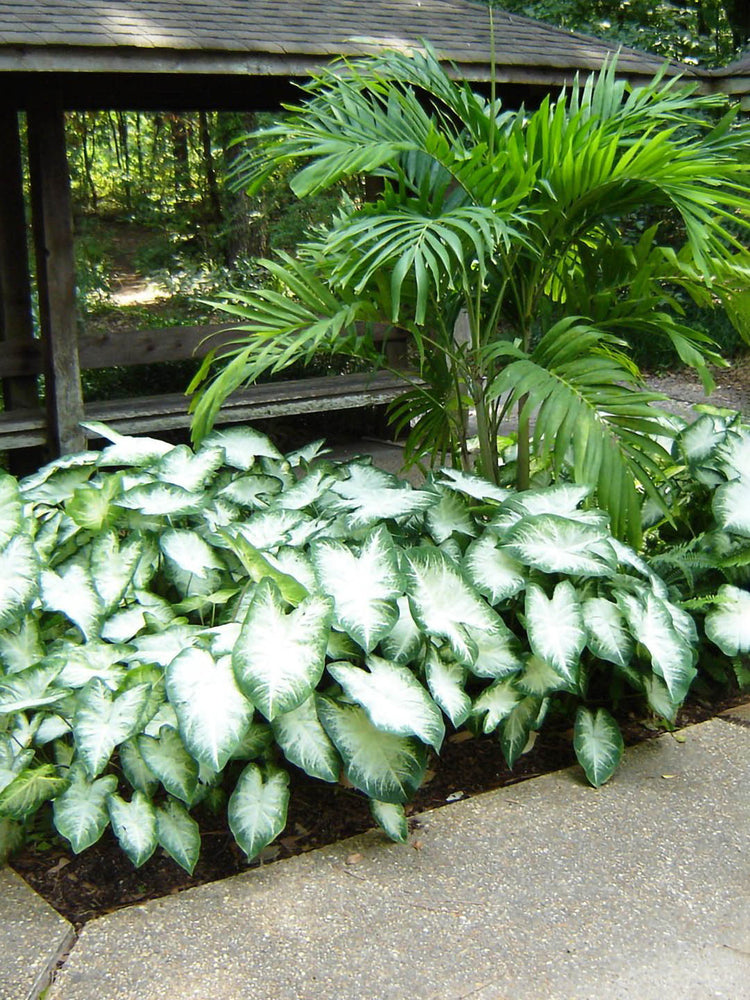 Caladium Aaron