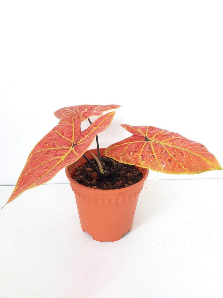 Caladium Bicolor New Wave