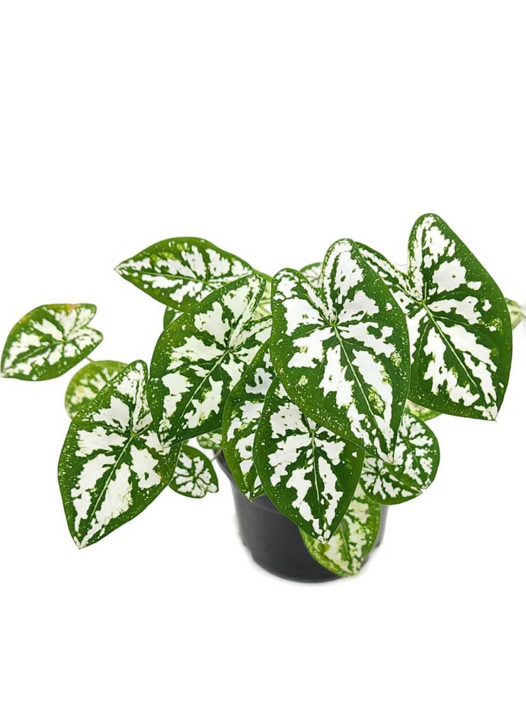 Caladium Humboldtii Mini White Plant or Elephant Ear Mini White with Green with white coloured leaves