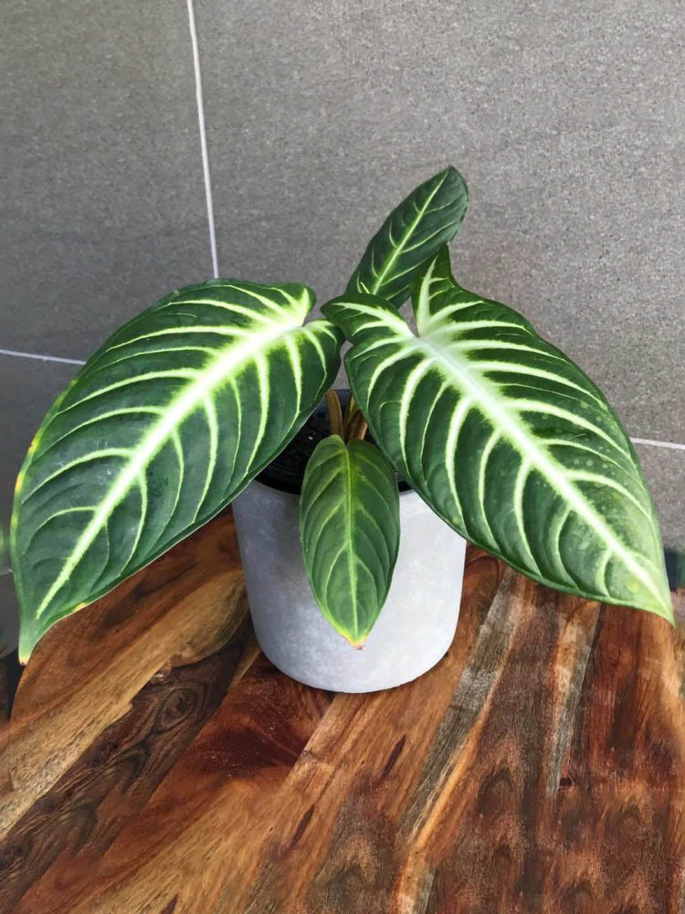 Caladium Lindenii Plant or Xanthosoma Lindenii with Green, White coloured leaves