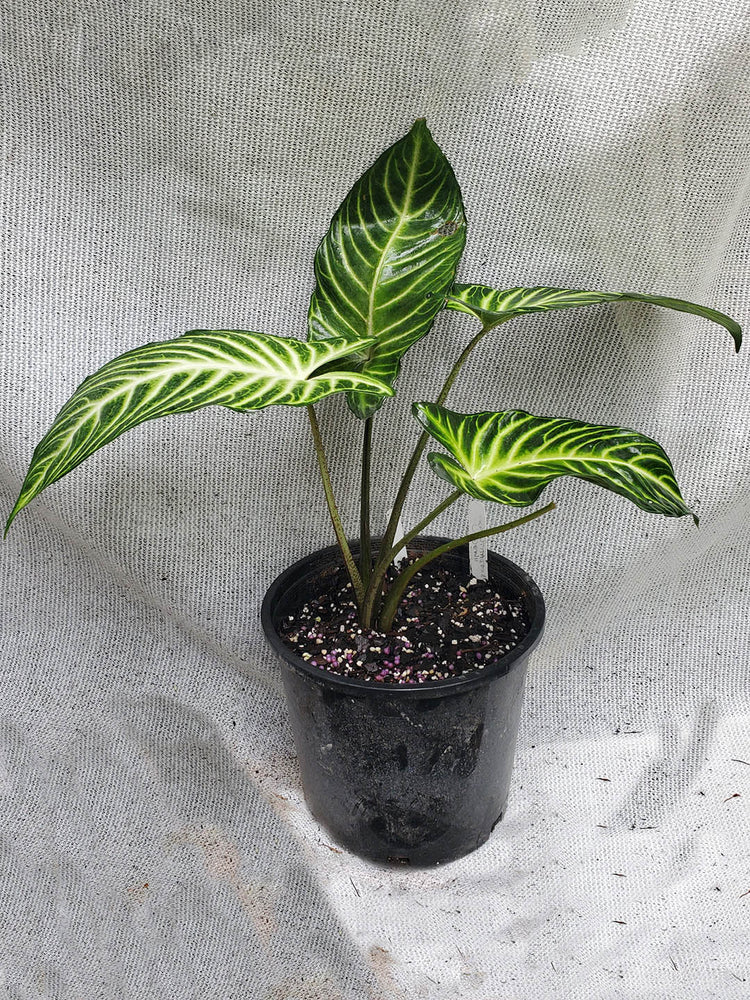 Caladium Lindenii