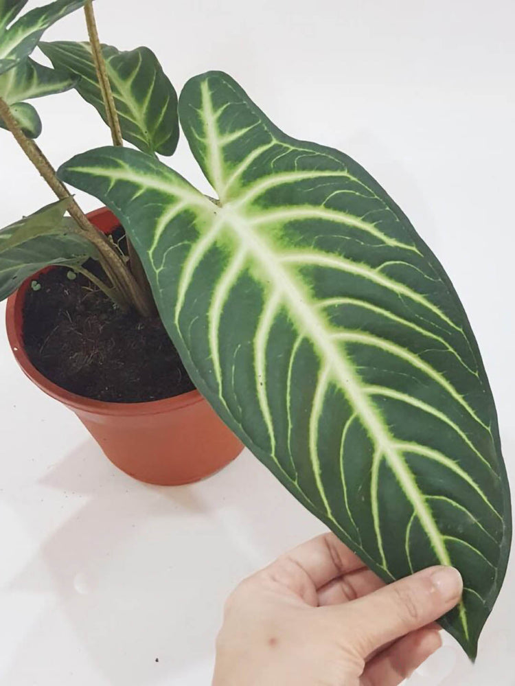 Caladium Lindenii