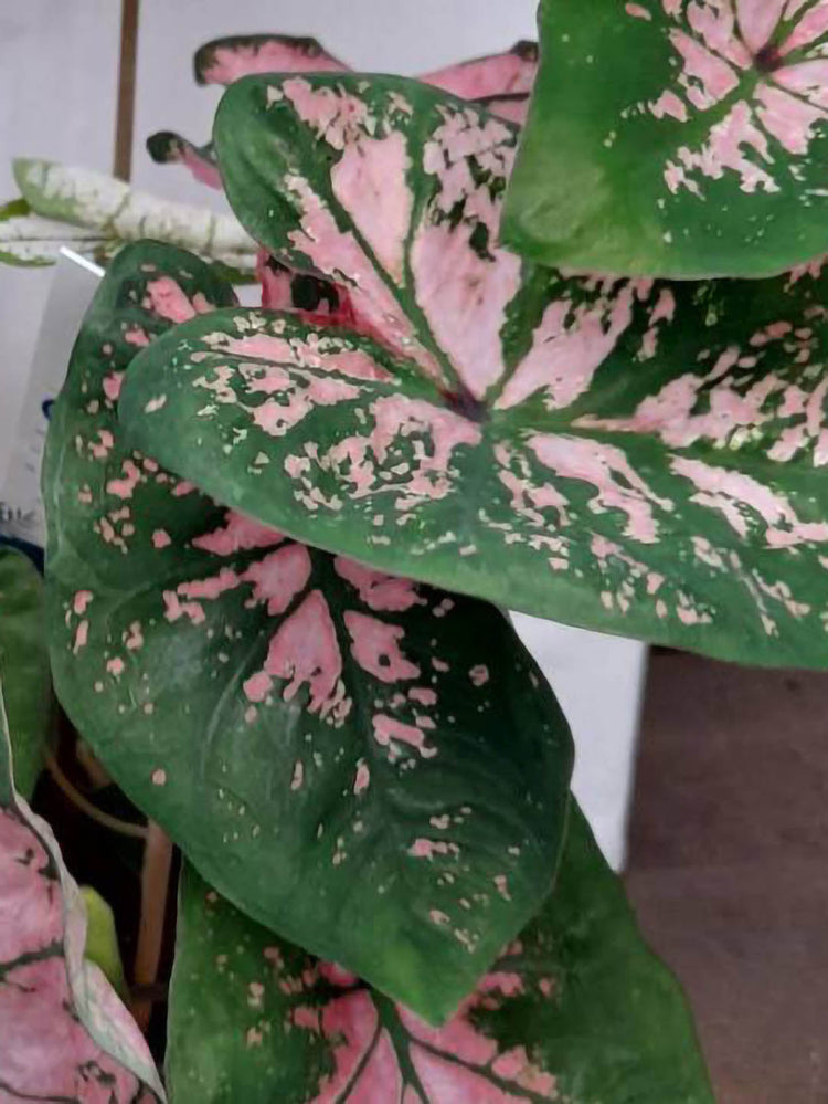 Caladium Pink Beauty