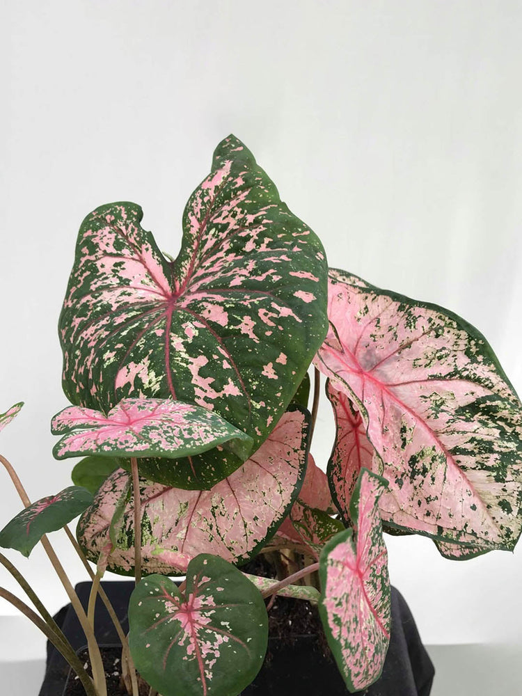 Caladium Pink Beauty