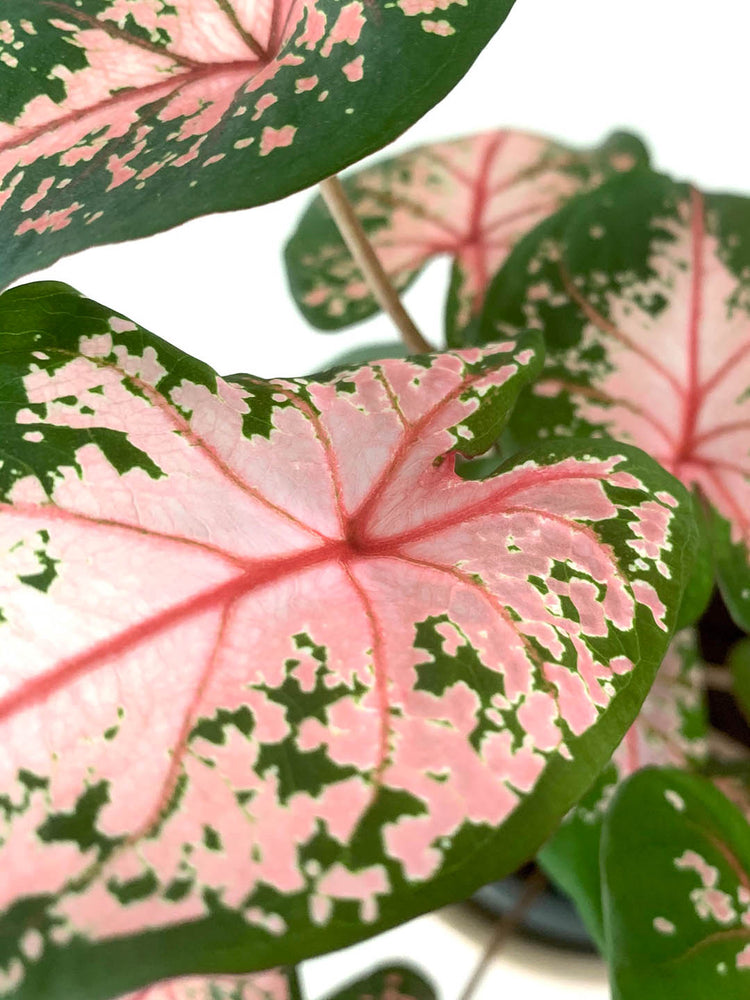 Caladium Pink Beauty