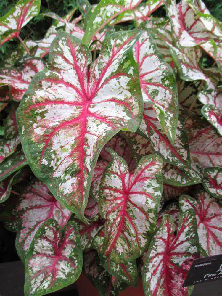 Caladium Pink Beauty