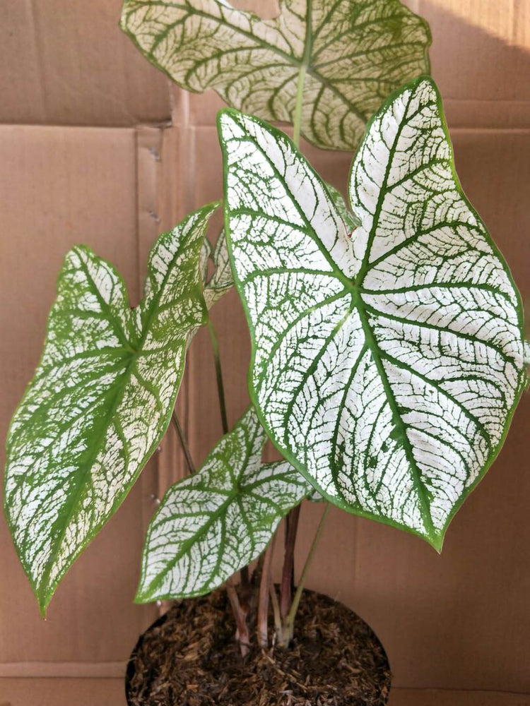 Caladium Thai White Keladi