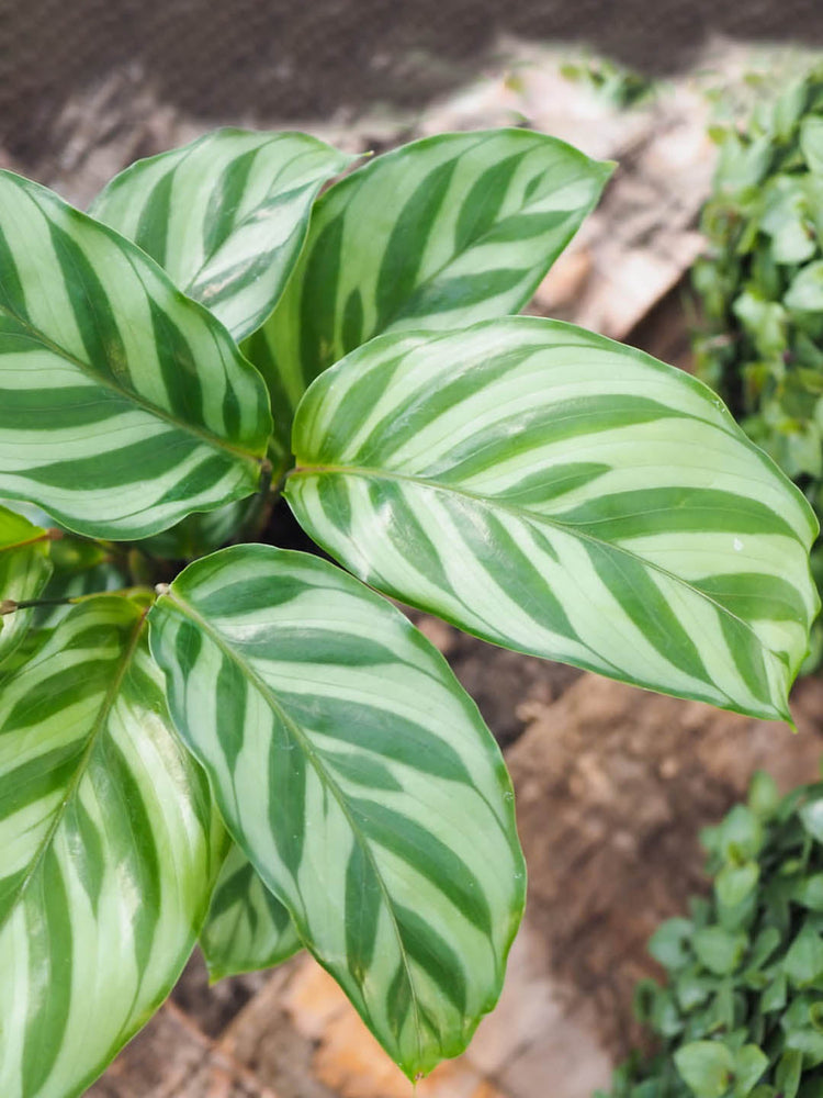 Calathea Concinna Freddie