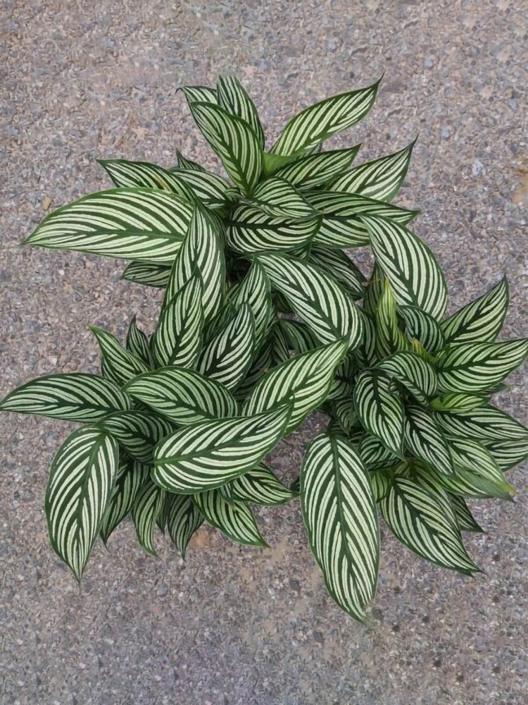 Calathea Elliptica Vittata